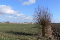 Marschlandschaft