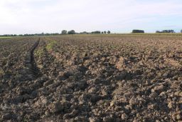 verlandetes Hafengebiet