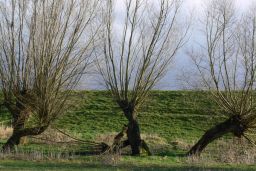 Weiden am Deich